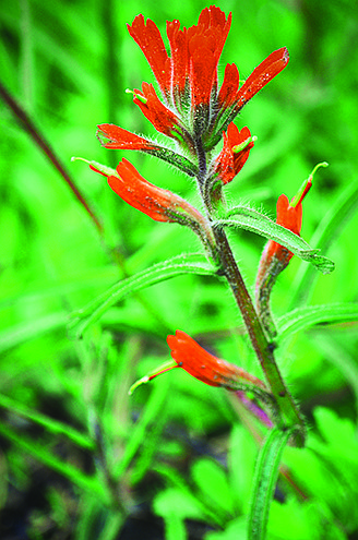 The red tubular-shaped flower of paintbrush attracks hummingbirds