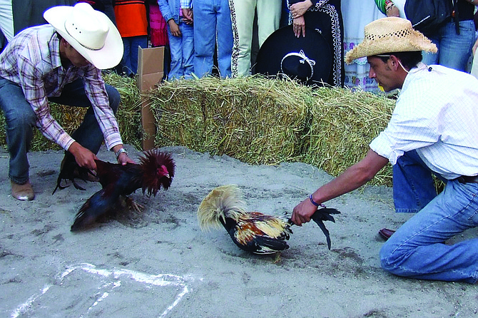 Cock-handler Rodrigo de Gallo (right) prepares to release favored fowl Feathered Glory at the 148th annual Kentucky Cockfighting Championship. The bird won the ensuring battle against opponent Coxcomb-over, but was disqualified after the match when judges ruled that he had used part of the hay bale ring to help elevate himself for a drop-down attack. It marked the first time that a victorious bird had ever been denied the title of King Cock in KCC history.