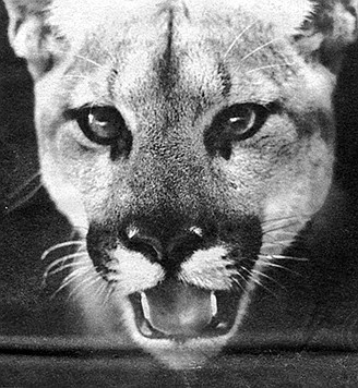 “Mountain lions’ reclusive nature makes their population tough to track.”