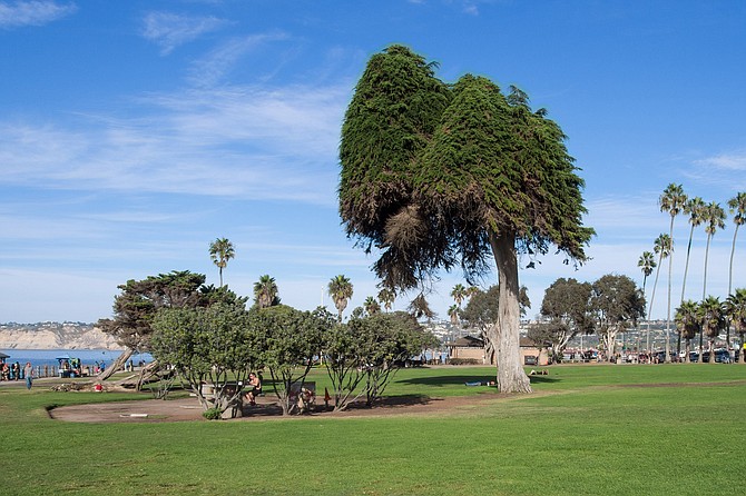 La Jolla’s semi-famous Lorax Tree