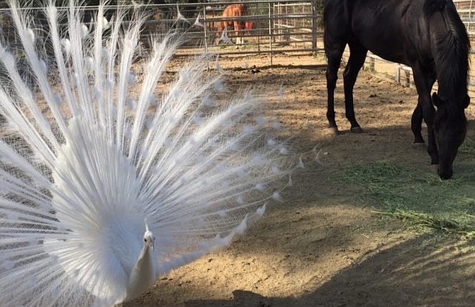 Shirley’s white peacock is leucistic.