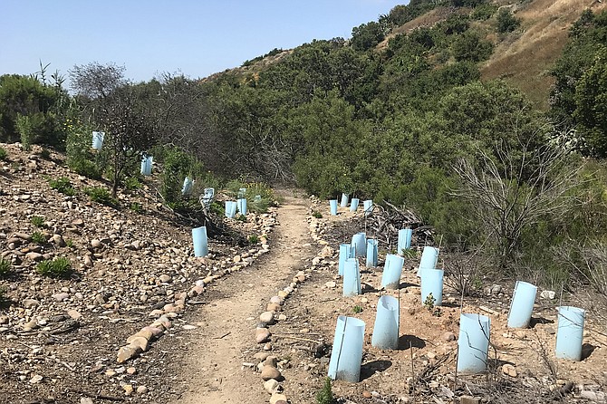 The blue cones in a restoration area are used to protect the newly-planted native plants along a rock-lined path