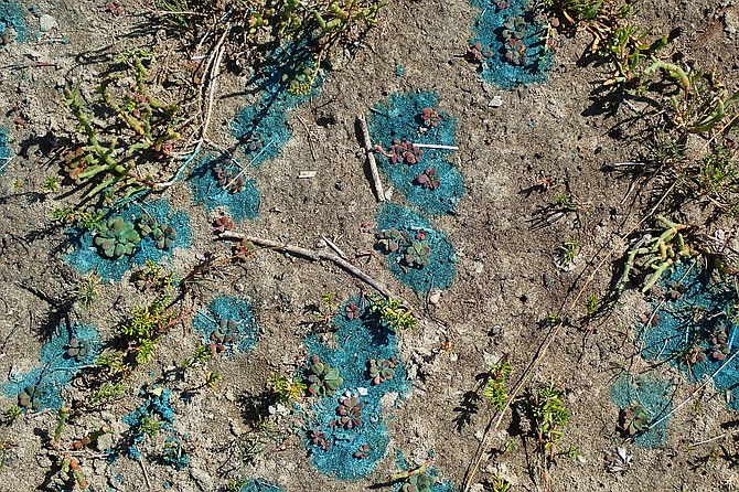 The blue patches are where Roundup was sprayed.