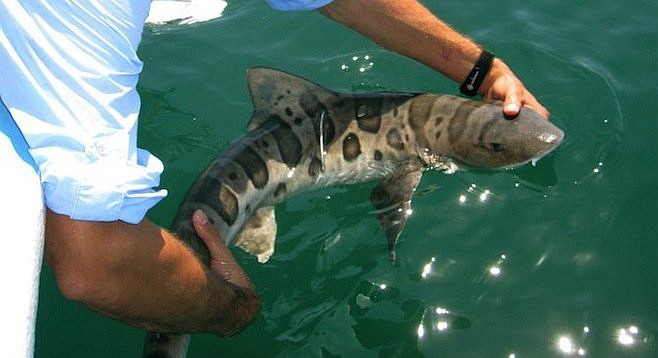 Leopard shark snorkeling