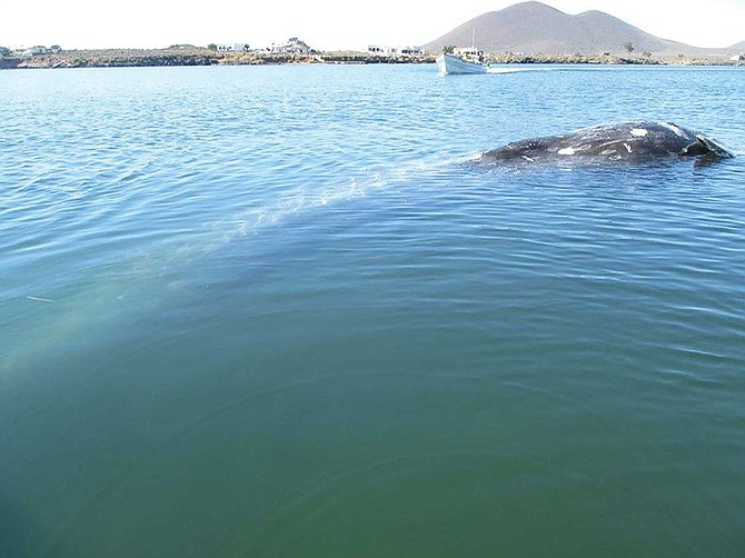 A deceased young whale inside San Quintin bay. I watched it for three days as the dropping tide trapped it. You can see that it is skinny (tail down, head up) by the concave ‘dimples’ near the blowhole at the upper right of the picture.