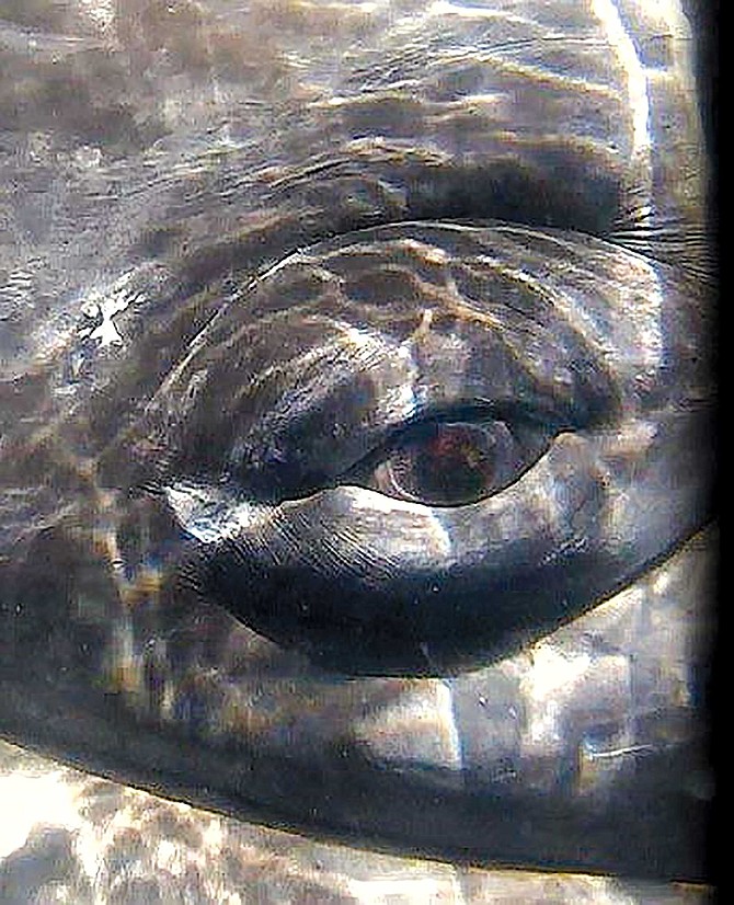 Once hunted to near extinction and aggressively protective, gray whales will often interact voluntarily and seem to be gently curious of humans.