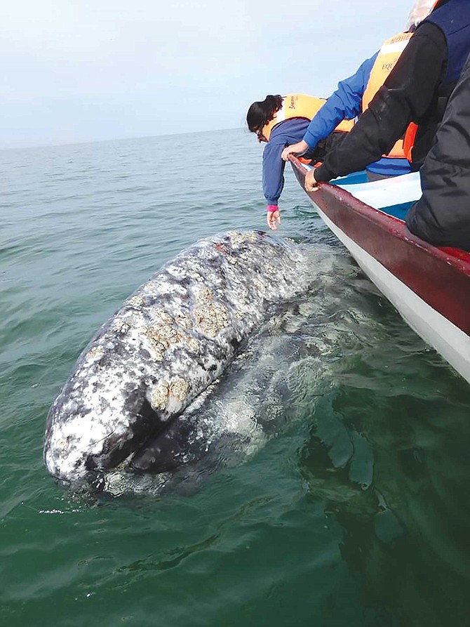 Gray whales can carry up to 400 pounds of barnacles and other creatures that cling to them