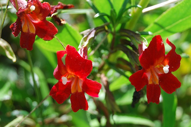 Red monkey flower adds color to the trail