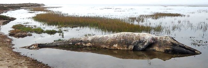 Young gray whale dead in Ojo de Libre lagoon this season. At twenty-five feet, this whale was maybe three years old. Though starting to decompose, you can see tell-tale signs of emaciation in the concaved area and hump on the back just behind its head.
