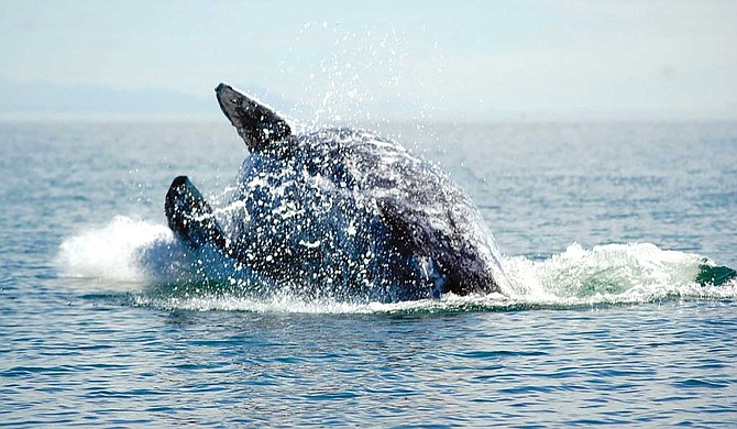 Not all of the gray whales observed this season were showing signs of malnourishment. Most, like this breaching adult whale, appeared to be healthy.