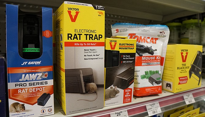 Kelly at Ace Hardware in Hillcrest recommends electronic rat traps.