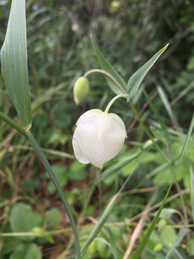 A globe lily in bloom on the trail