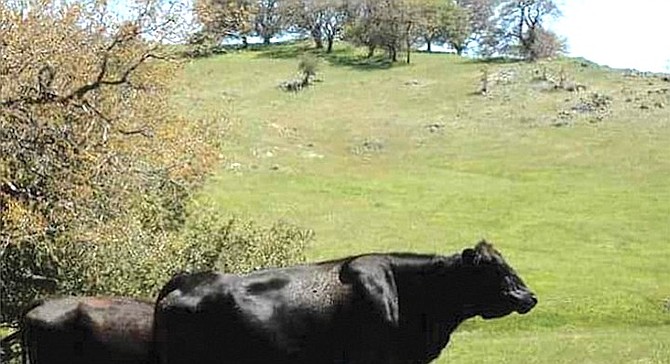 40-60 head of cattle grazing on the property earn $10 per head per month.