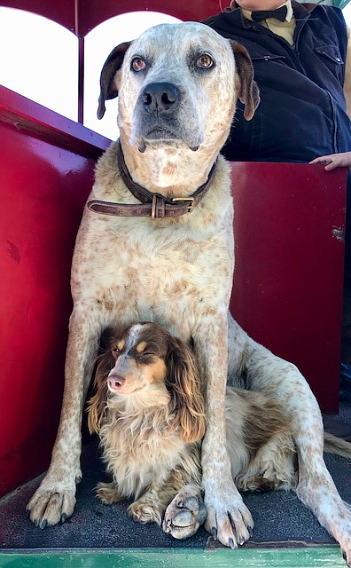 Coach Dogs on Trolley