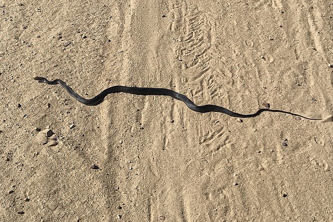 A coachwhip finds warmth on the trail