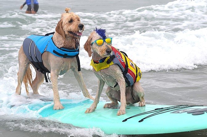 Surf Dog Surf-a-Thon
