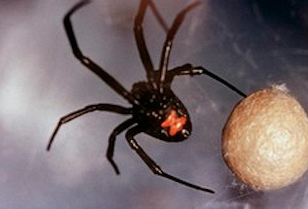 “The only poisonous spiders in San Diego County are the black widow, brown widow and the desert recluse.”