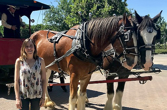 Clydesdales at Temecula's South Coast Winery.