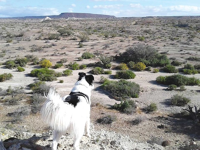 Ever-vigilant for jackrabbits, Flash Gordon eyes the brush in a valley between mesas for signs of life while I look for things long dead