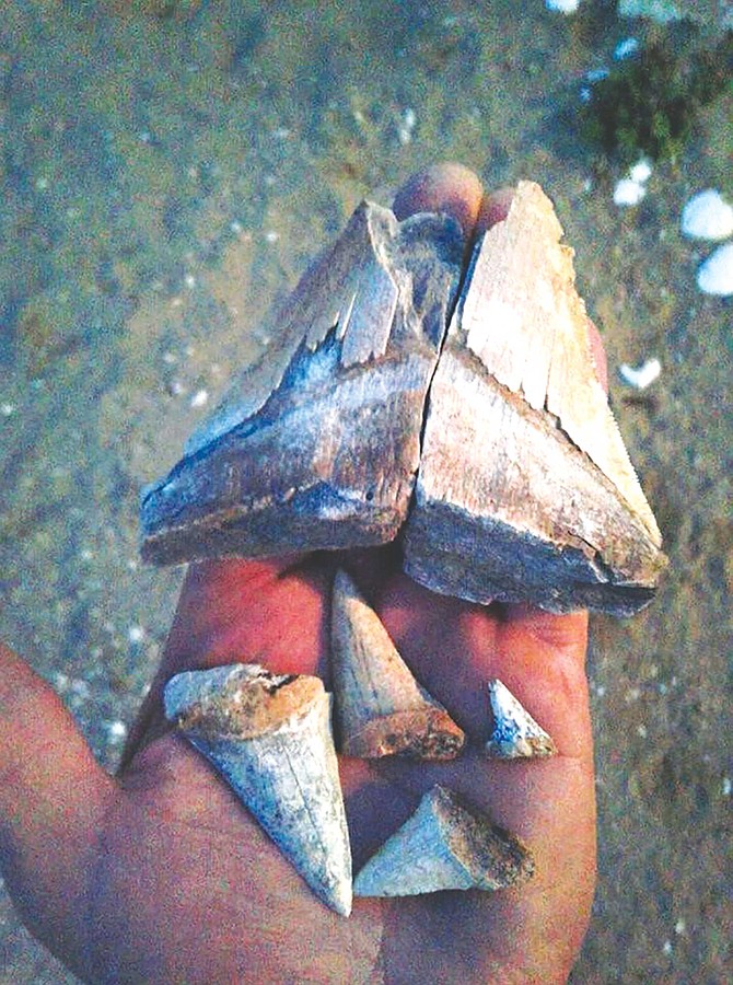 In comparing to other fossilized shark’s teeth, it’s easy to see why the big shark got the scientific name Carcharocles megalodon, or “giant tooth”