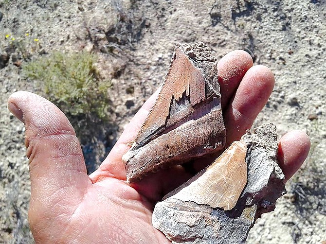 Broken down by time, these two matching shards found inches apart came from a single large megalodon tooth