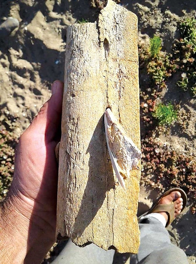 Whale rib fossil with bite marks. The shark tooth shard tip fitting perfectly into the bite mark is about three inches long and probably came from a tooth that measured five or more inches if whole
