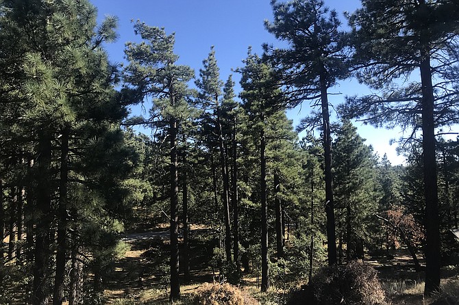 Jeffrey Pine trees climb Mount Laguna