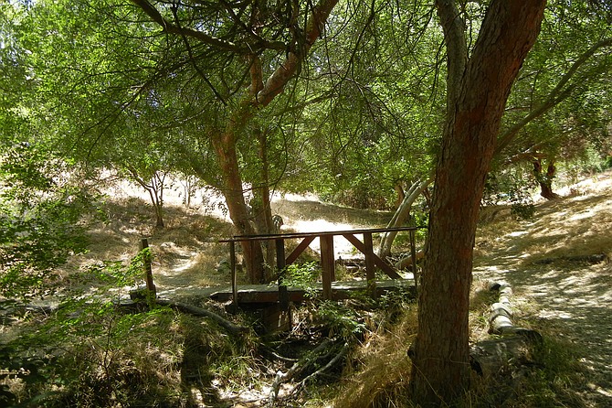 A wooden bridge is under a shady grove of Chinese elms