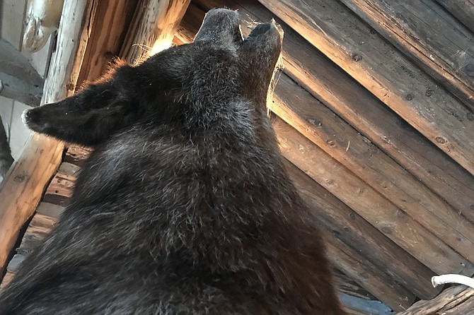 Minnesota timber wolf howls