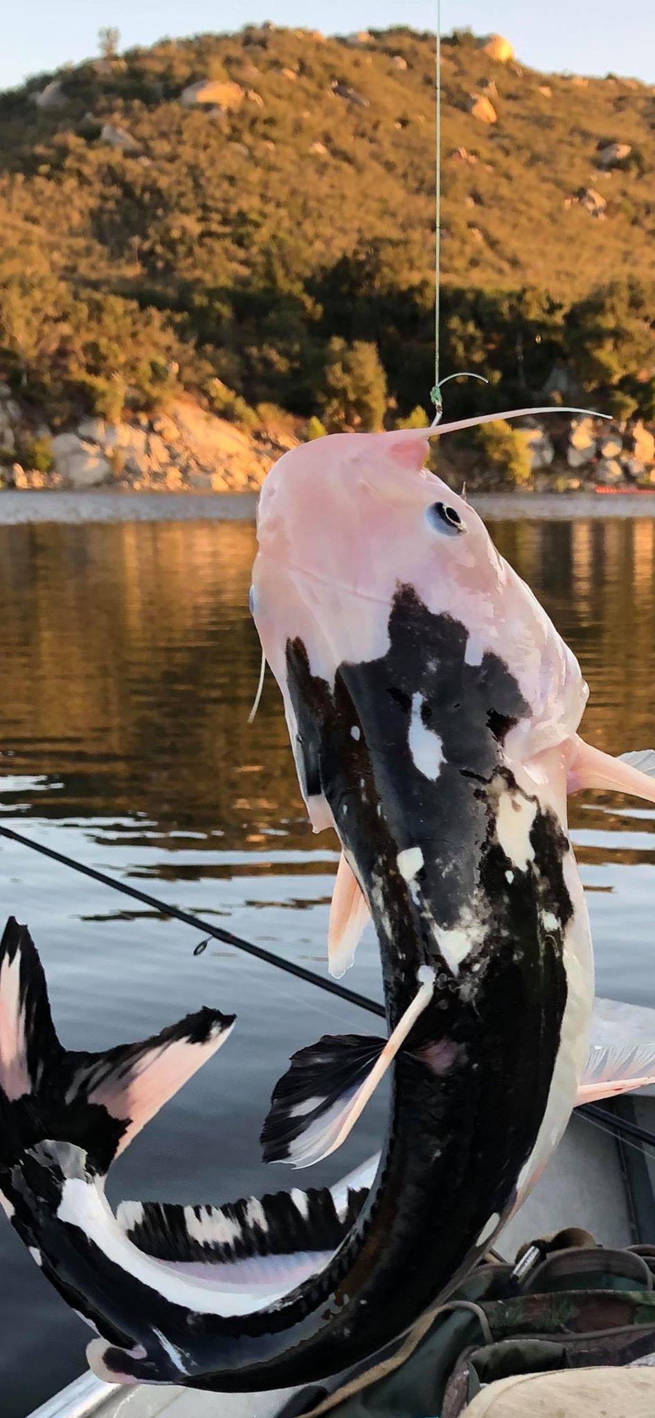 Bluefin tuna thick off the coast of Baja