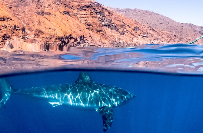 Dome shot of big Great white shark at Isla de Guadalupe, Baja Mexico