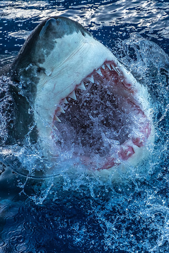 Say Cheese.  Great White displaying his chompers