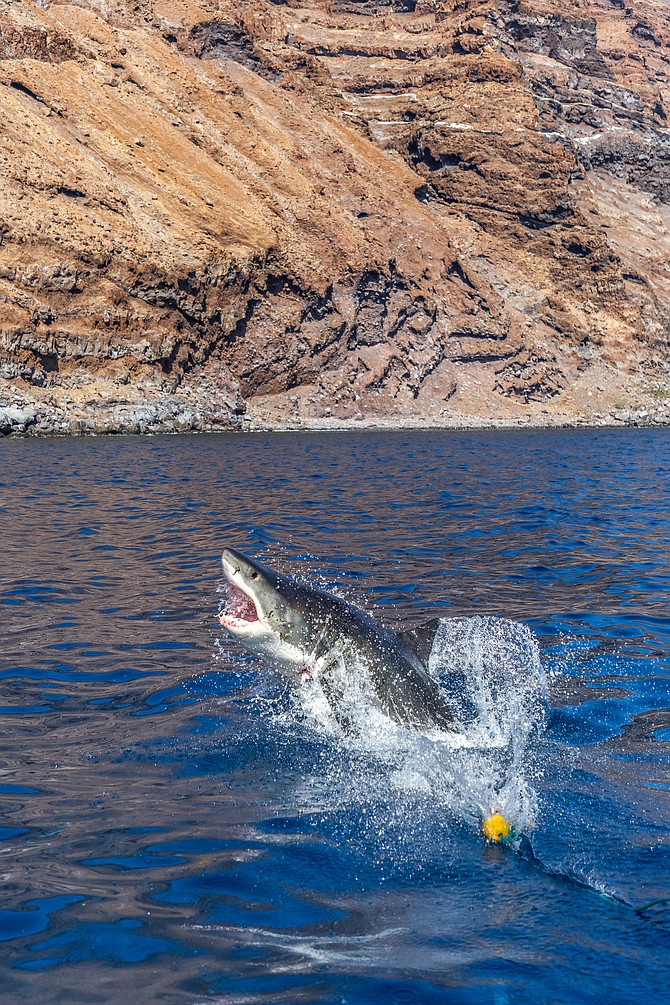 A breaching Great White Shark at Guadalupe Island, off Baja Mexico