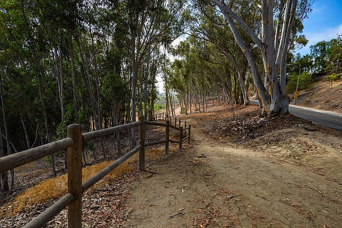 Village H North Trail passes through a eucalyptus forest