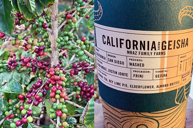 From coffee cherries in Oceanside to Bay Park roasted coffee beans - Image by Justin Jonte