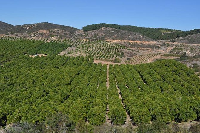 Avocado trees are planted on hillsides so that frosty air will flow downhill away from the sensitive fruit.