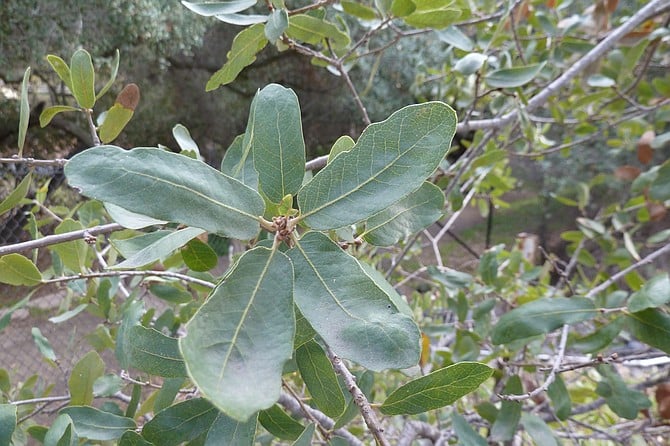 A close-up look at Engelmann oak leaves