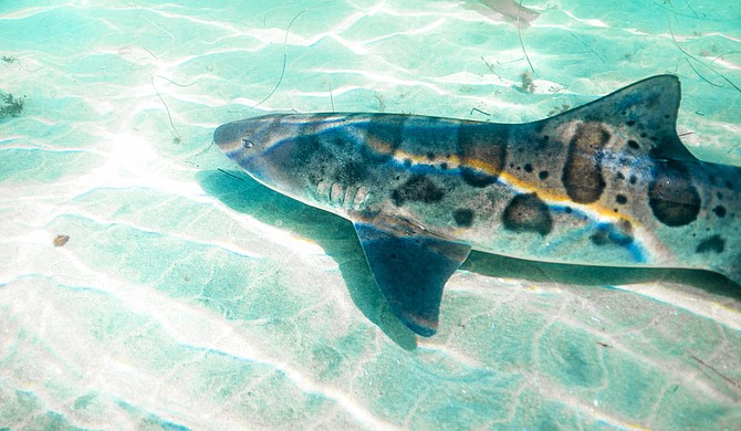 Leopard Sharks take over La Jolla Shores