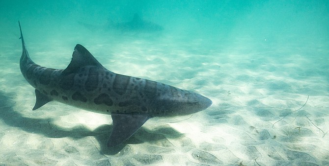 Leopard Sharks take over La Jolla Shores!