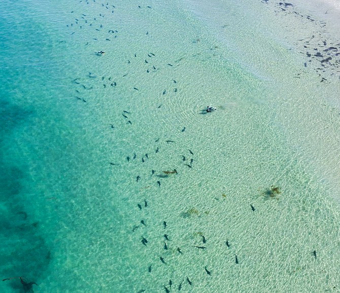 Drone shot of the Leopard Sharks in La Jolla