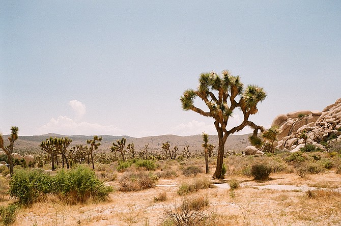 A view off the main highway in Joshua Tree