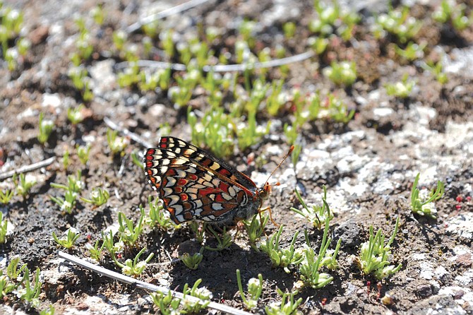 The Quino checkerspot butterfly, once prevalent in Southern California, was thought extinct 30 years ago, then showed up one day in the San Diego National Wildlife Refuge.