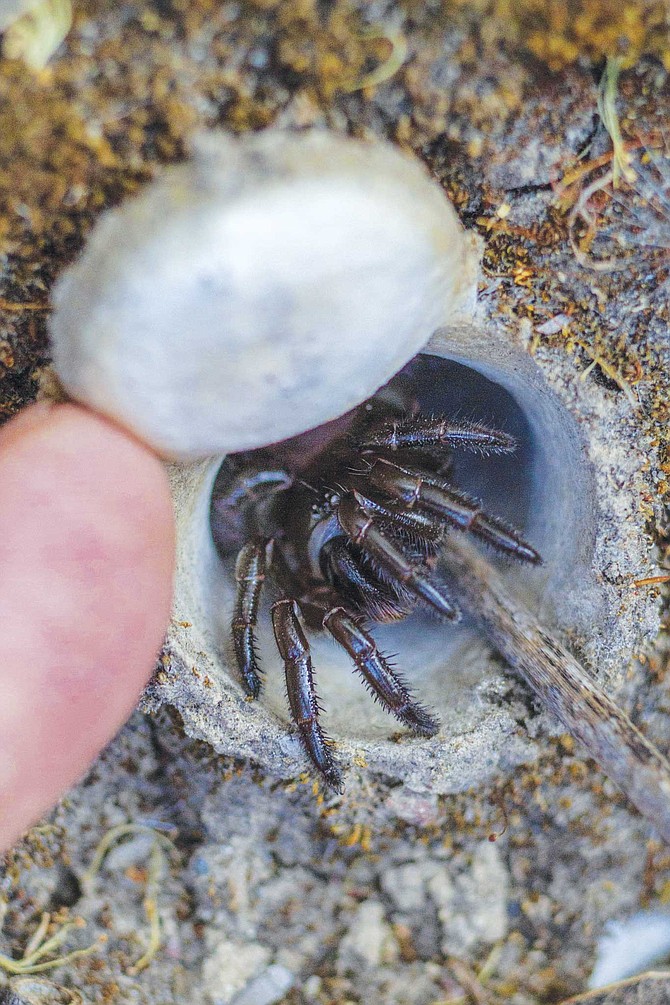 The most curious arachnid for Hedin — and San Diego-centric — is the trapdoor spider. Lucky us, they’re on the SDSU campus.