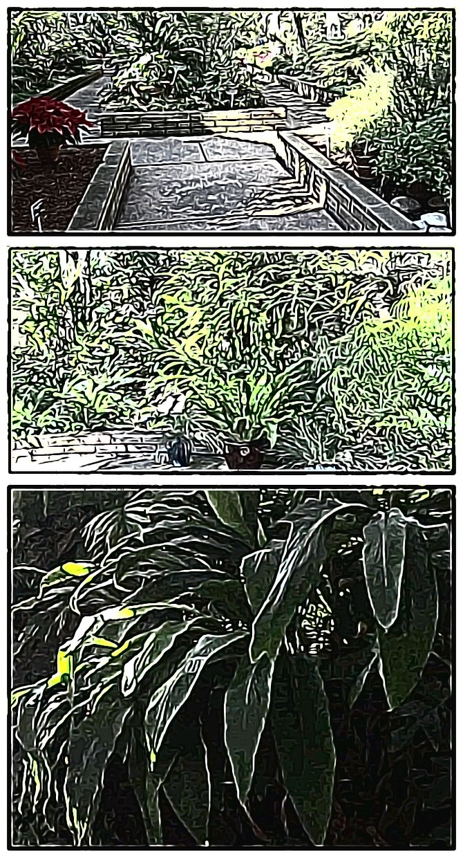 Arboretum in Balboa Park. Created with Google Storyboard app.