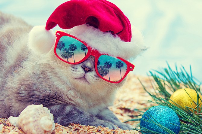 Meow-ry Christmas!