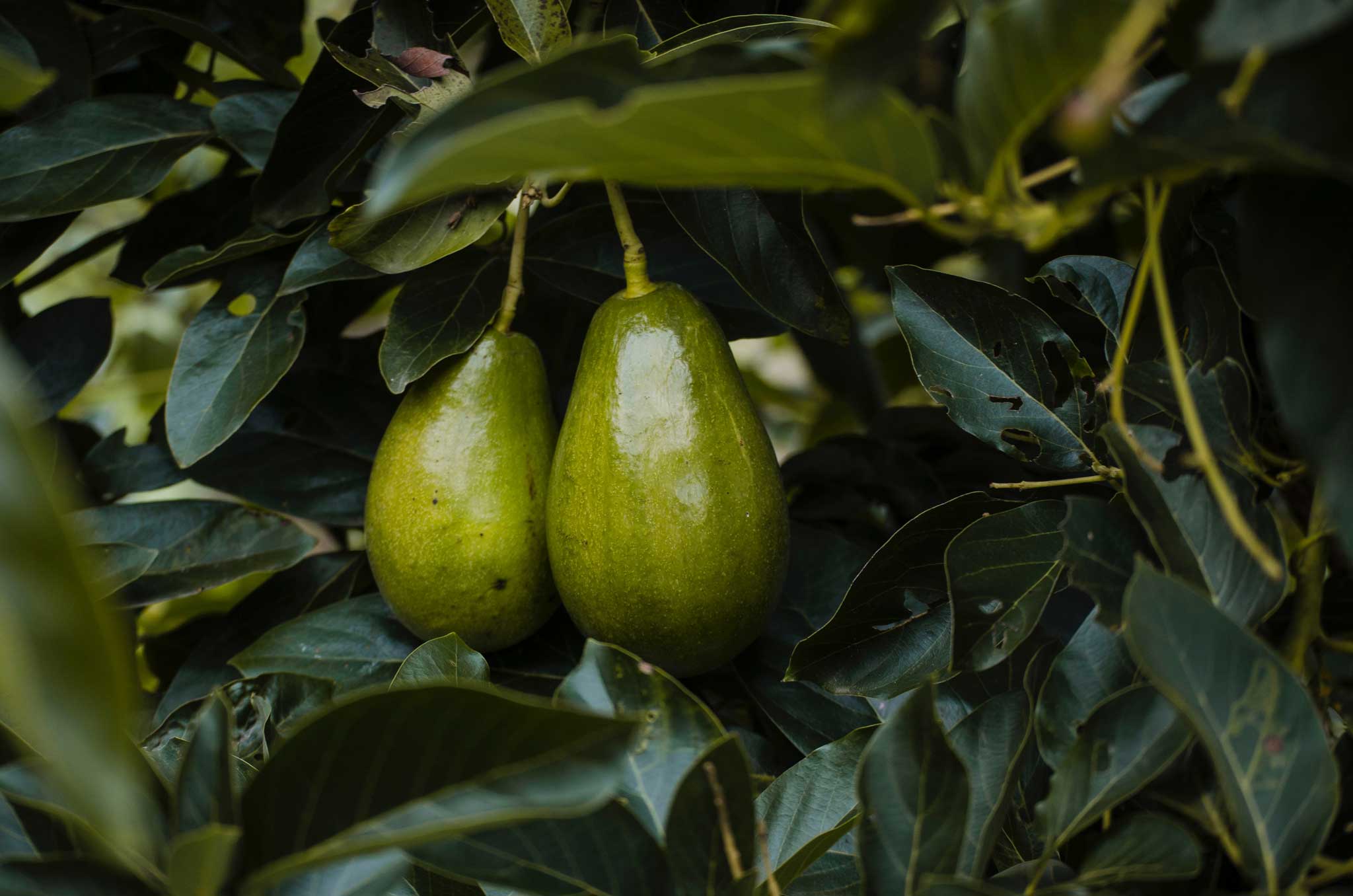 100-acre avocado farm in Fallbrook | San Diego Reader