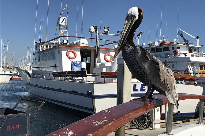 Dockside pelican supervises Legend’s debarcation.