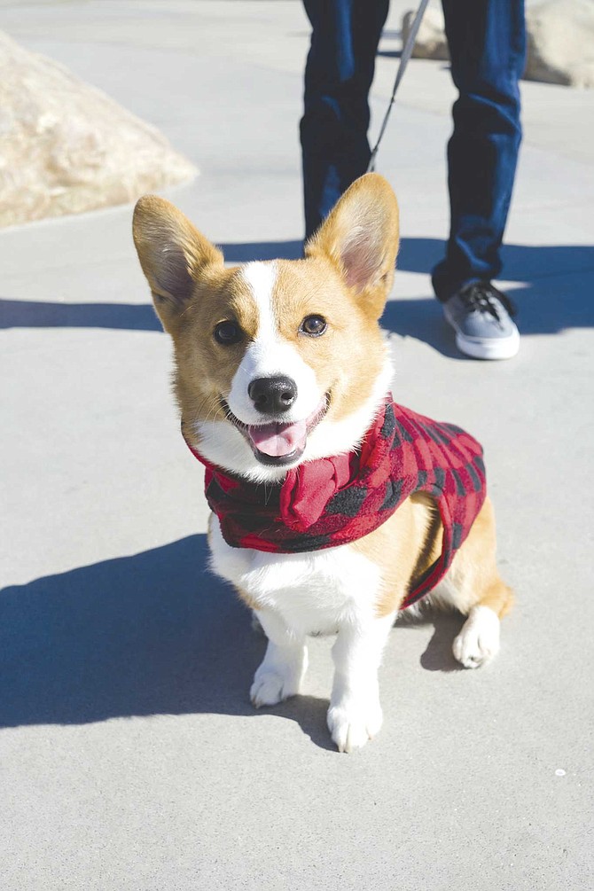 Sir Biff Wellington looks like royalty in a red plaid coat and matching bowtie
