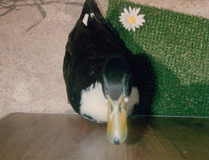 Bilbo got a job at Waddles, selling bags of cracked corn to tourists who wanted to feed the pond ducks.