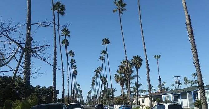 “In downtown Oceanside we are forced to have palms in every single yard."